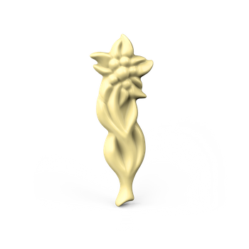 Original Edelweiss from Tatra Mountains